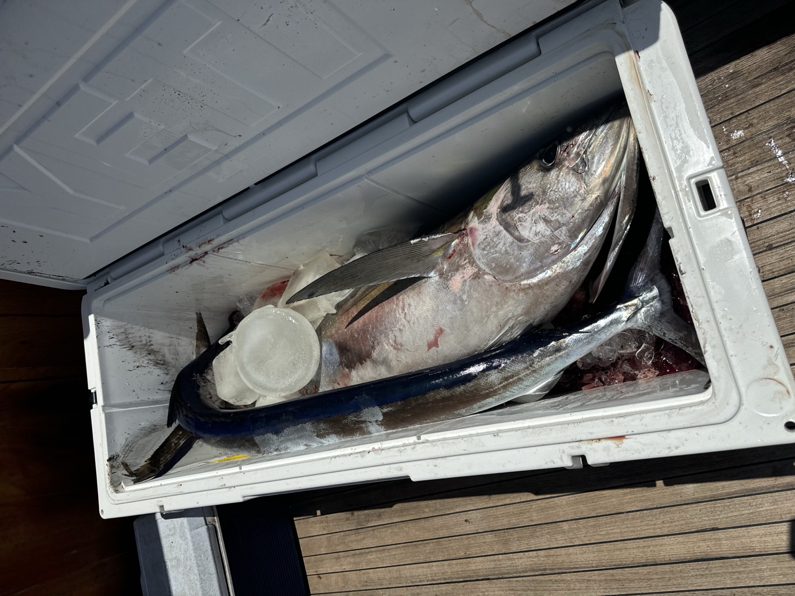 Fishing Catch from Hula Charters Gallery