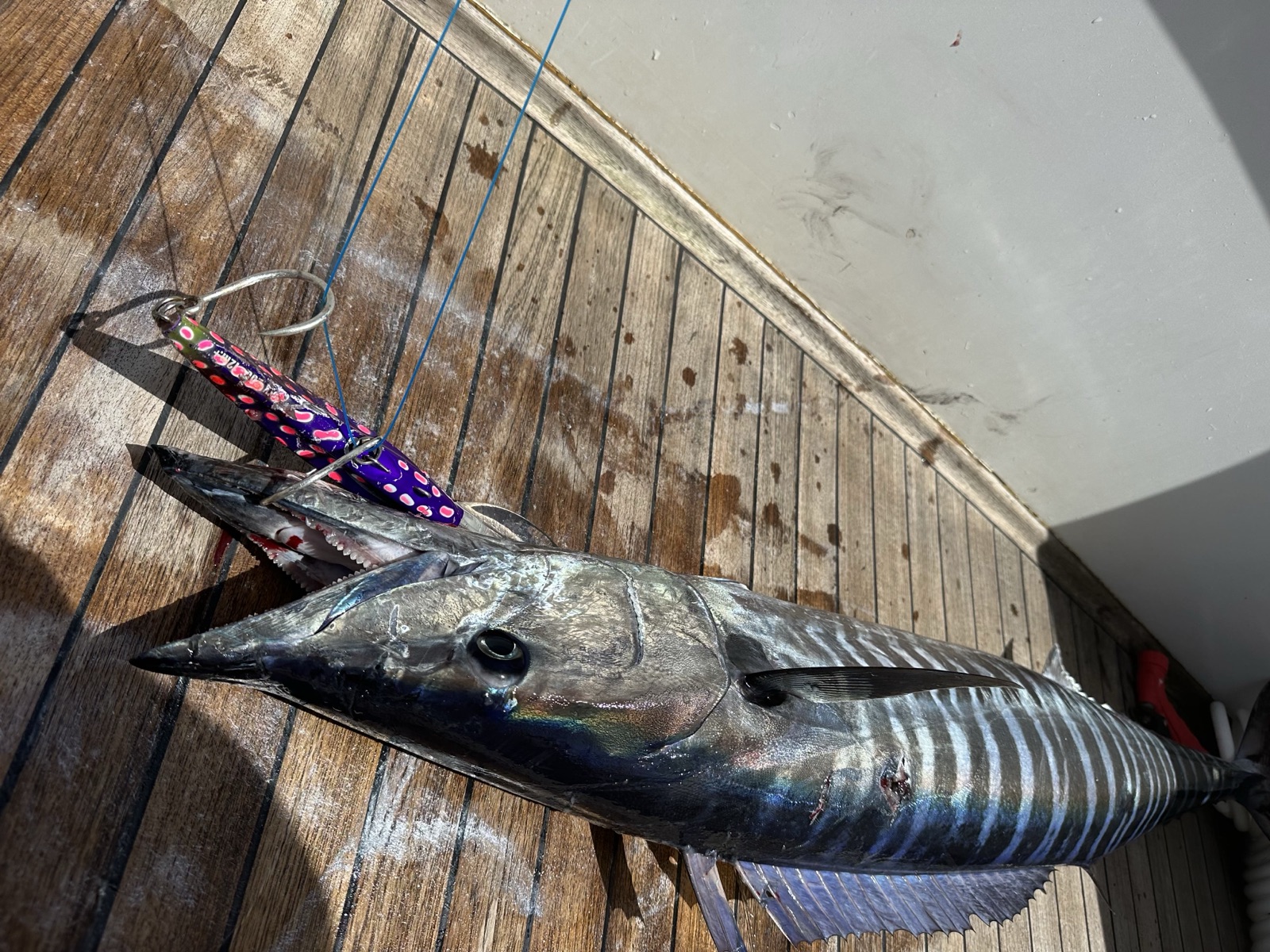 Fishing Catch from Hula Charters Gallery