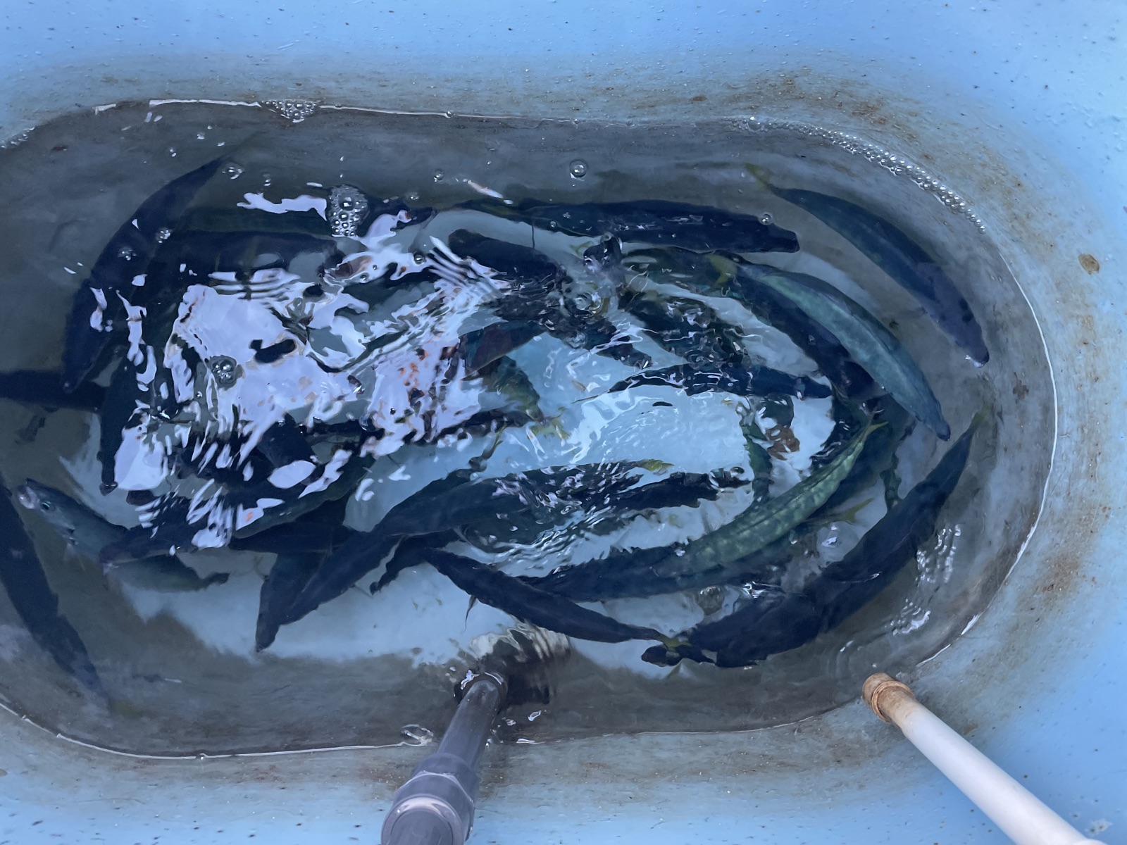 Fishing Catch from Hula Charters Gallery