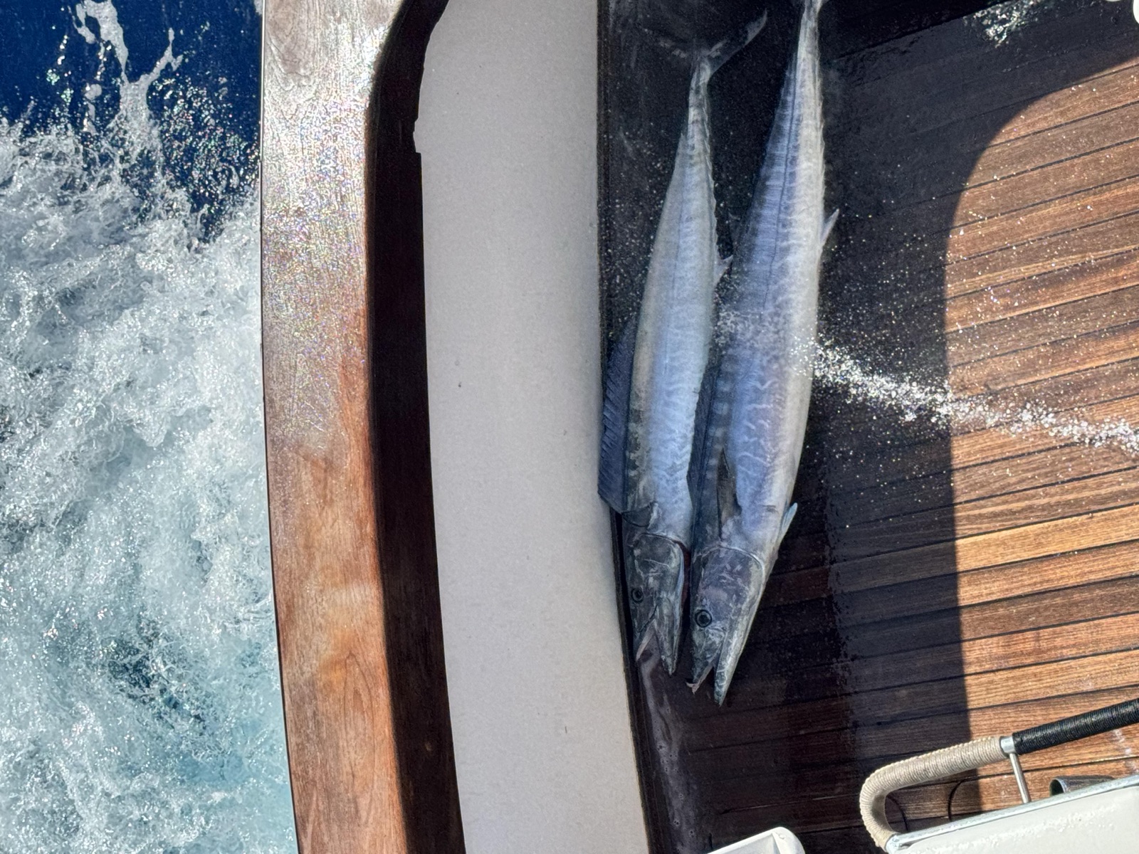 Fishing Catch from Hula Charters Gallery