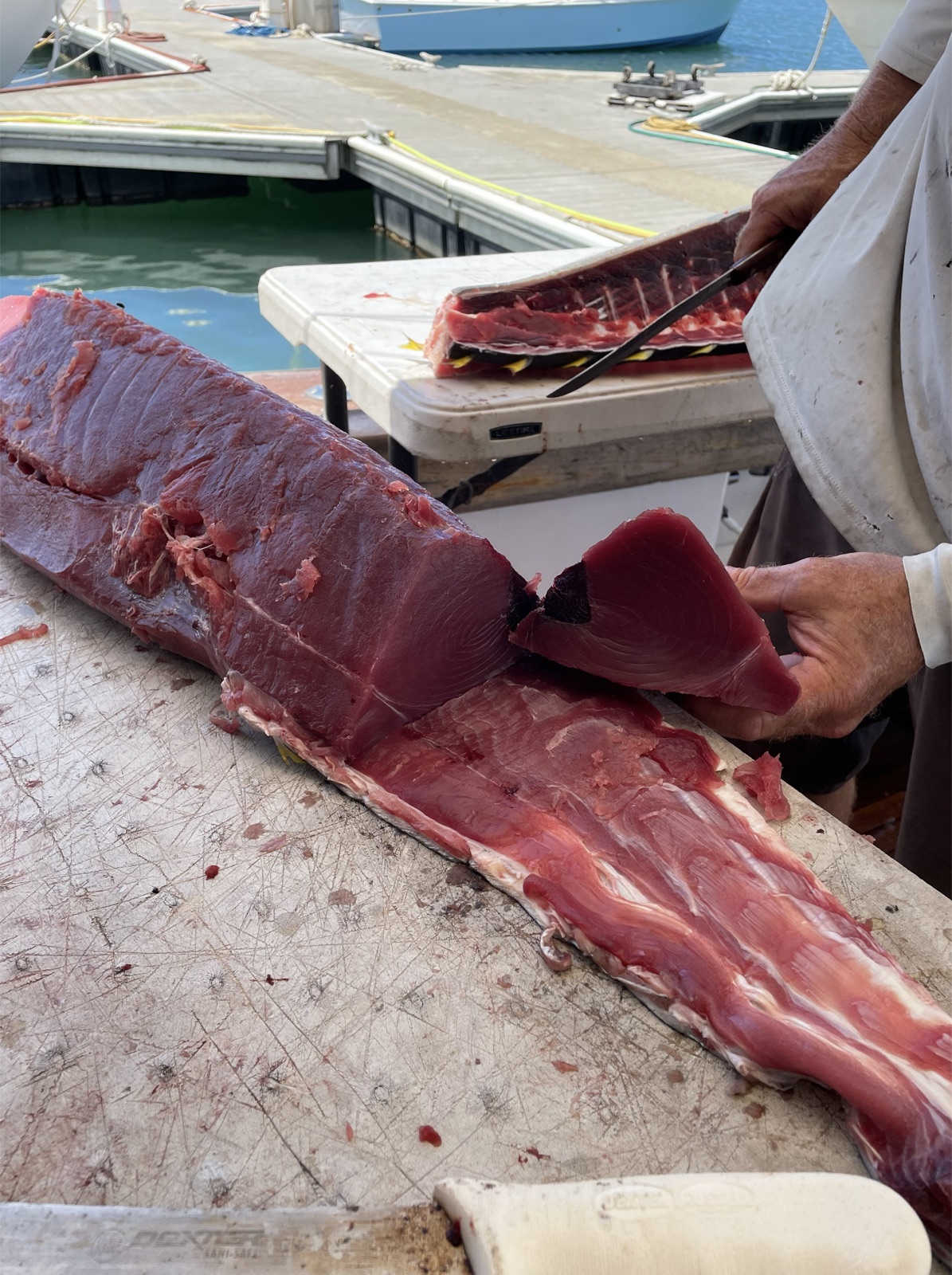 Fishing Catch from Hula Charters Gallery